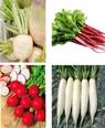 A collage of different vegetables

Description automatically generated