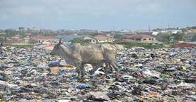 A cow walking in a dump

Description automatically generated